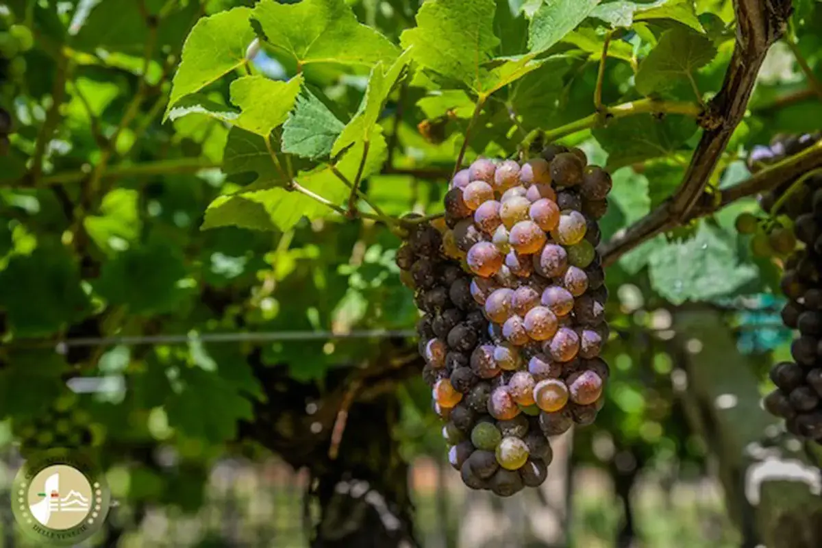 Chiusa la vendemmia Doc Venezie 